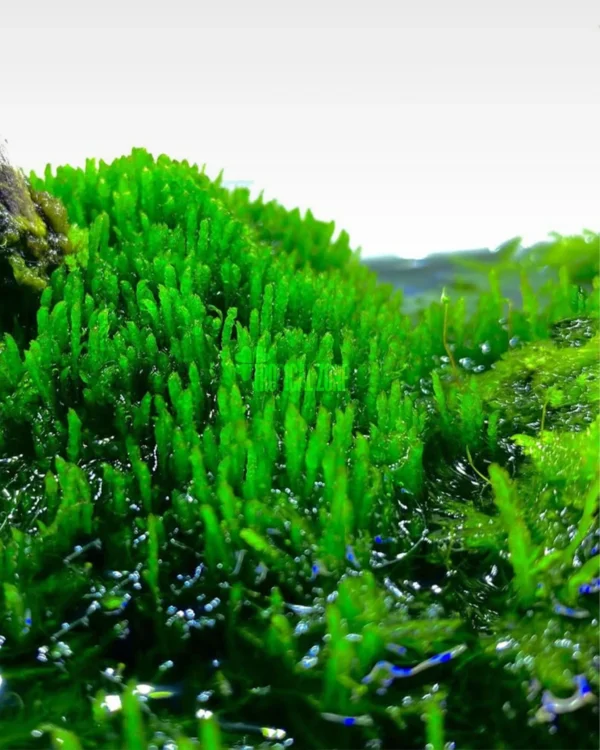 Flame Moss