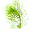 Green Cabomba