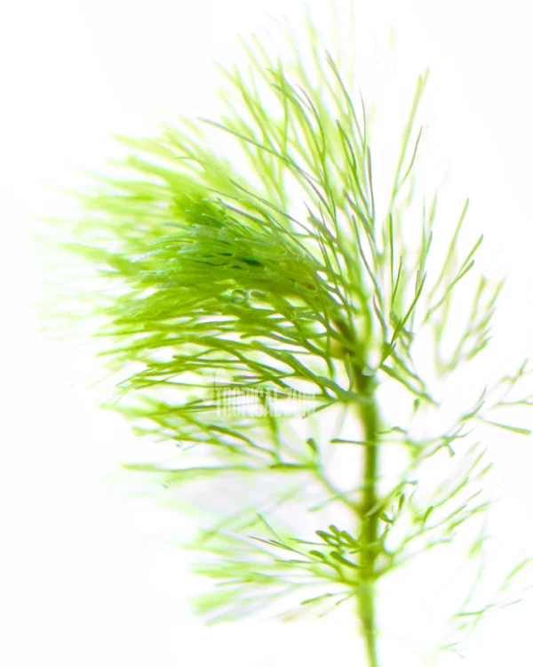 Green Cabomba