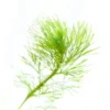 Green Cabomba