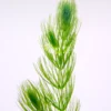 Hornwort