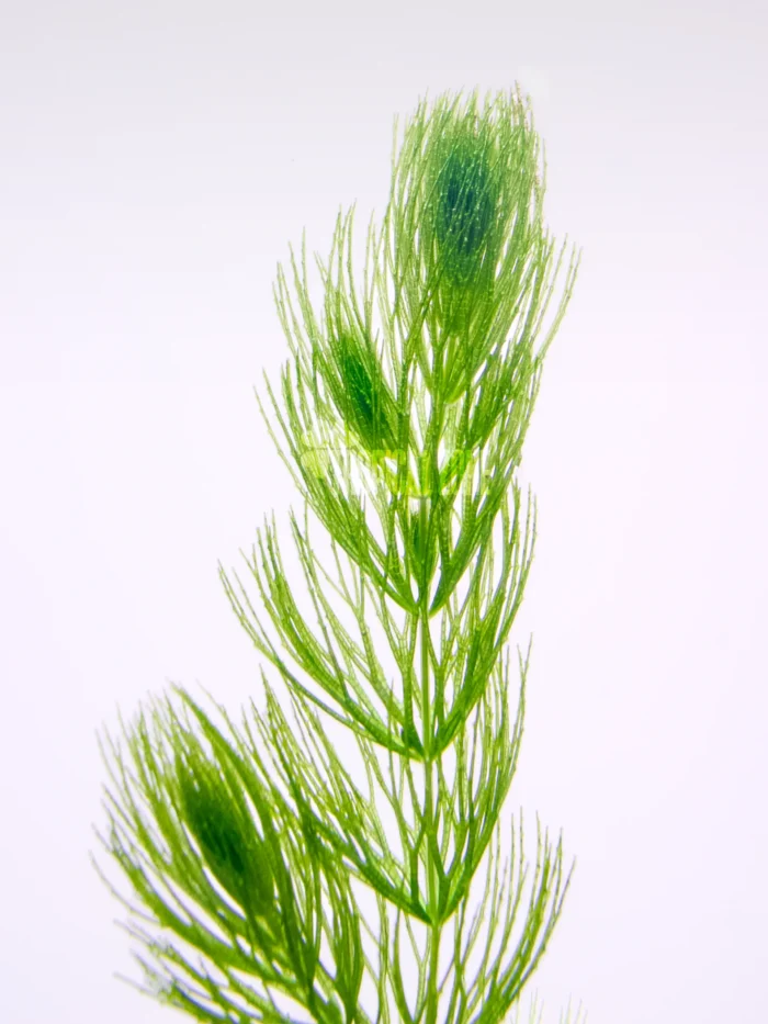 Hornwort