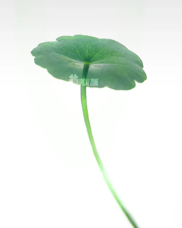 Hydrocotyle Verticillata