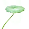 Hydrocotyle Verticillata