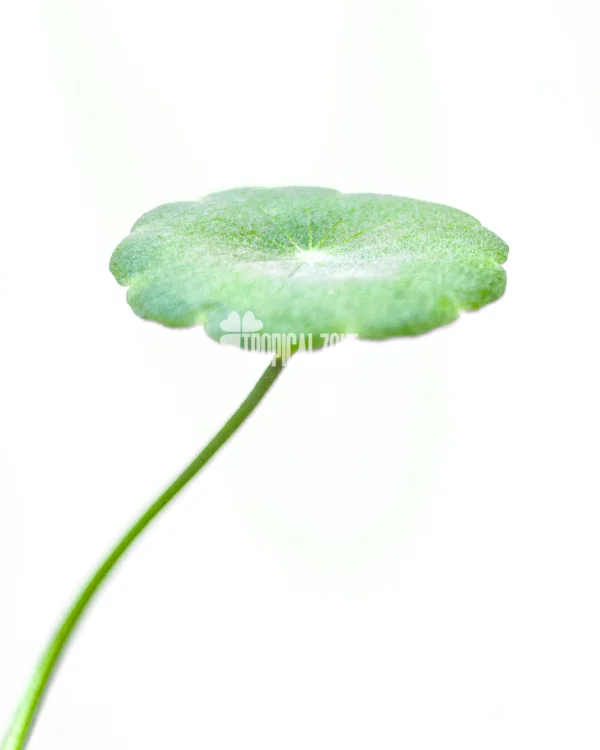 Hydrocotyle Verticillata