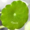 Hydrocotyle Verticillata