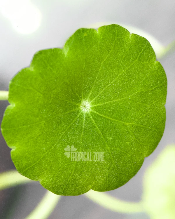 Hydrocotyle Verticillata