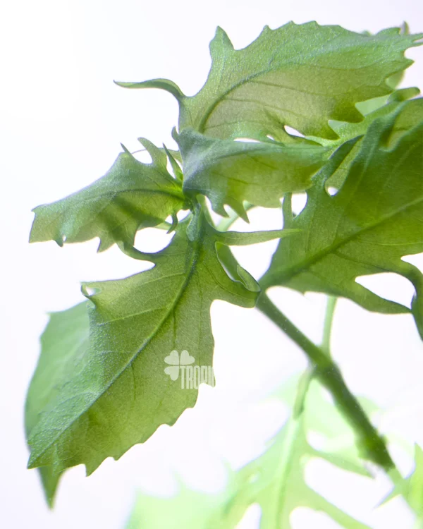 Hygrophila Difformis