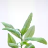 Hygrophila Polysperma