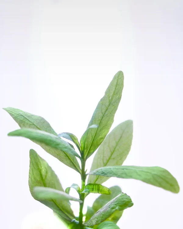 Hygrophila Polysperma