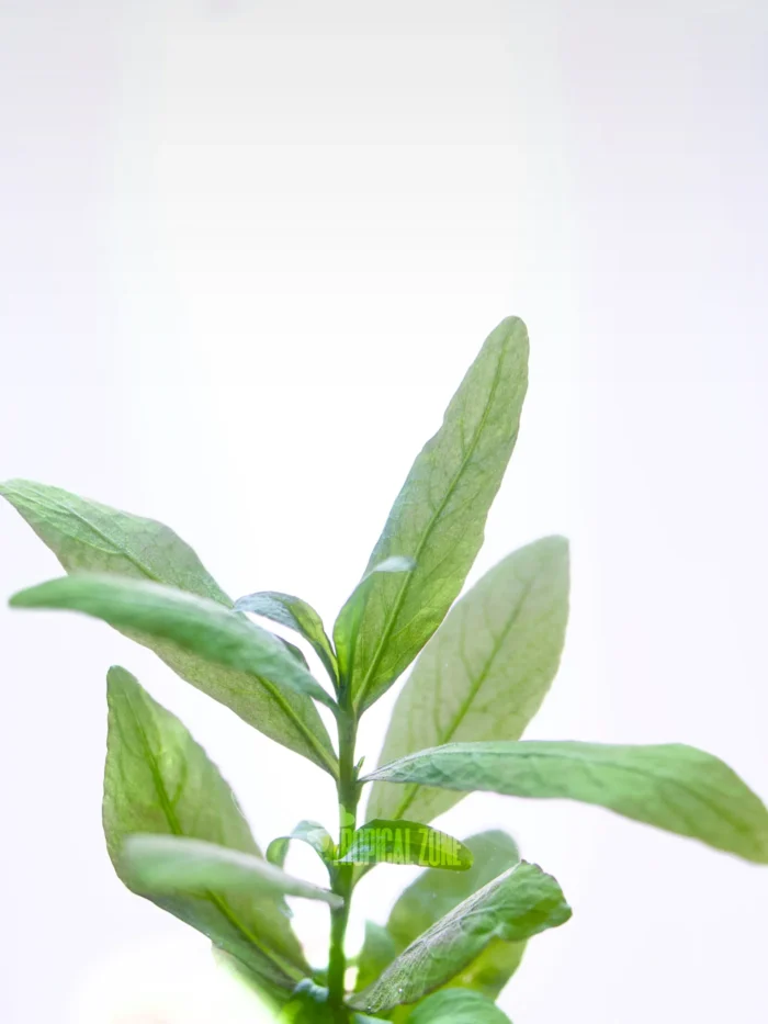 Hygrophila Polysperma
