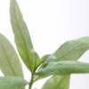 Hygrophila Polysperma