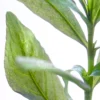 Hygrophila Polysperma