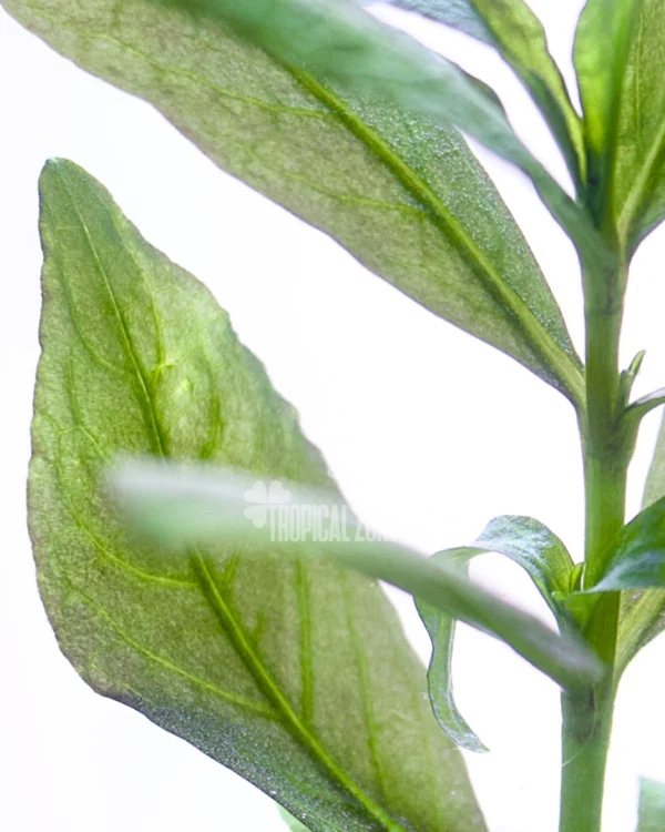 Hygrophila Polysperma