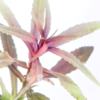 Limnophila Aromatica Mini