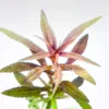 Limnophila Aromatica Mini