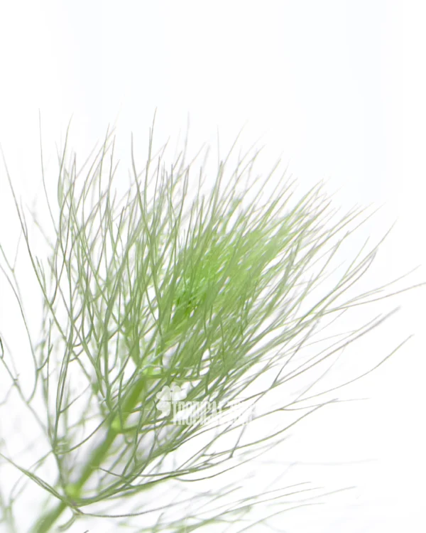 Limnophila Indica