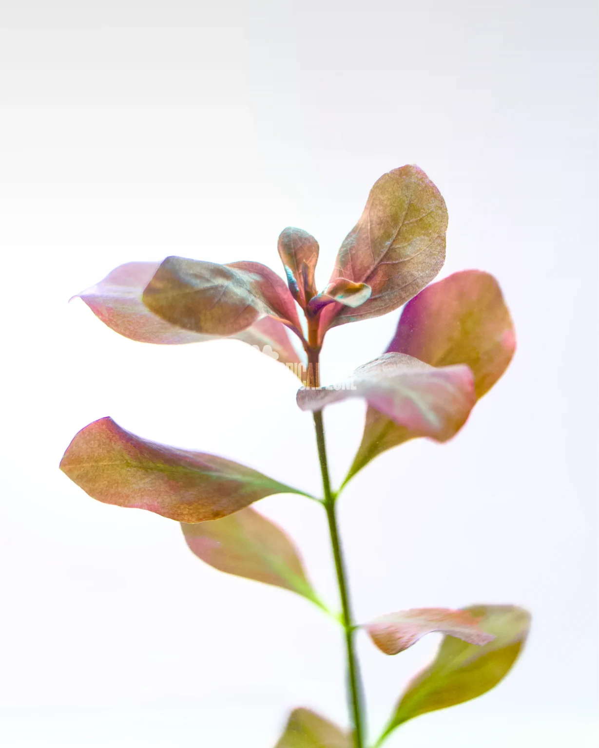 Ludwigia Palustris Hi Red