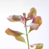 Ludwigia Palustris Hi Red