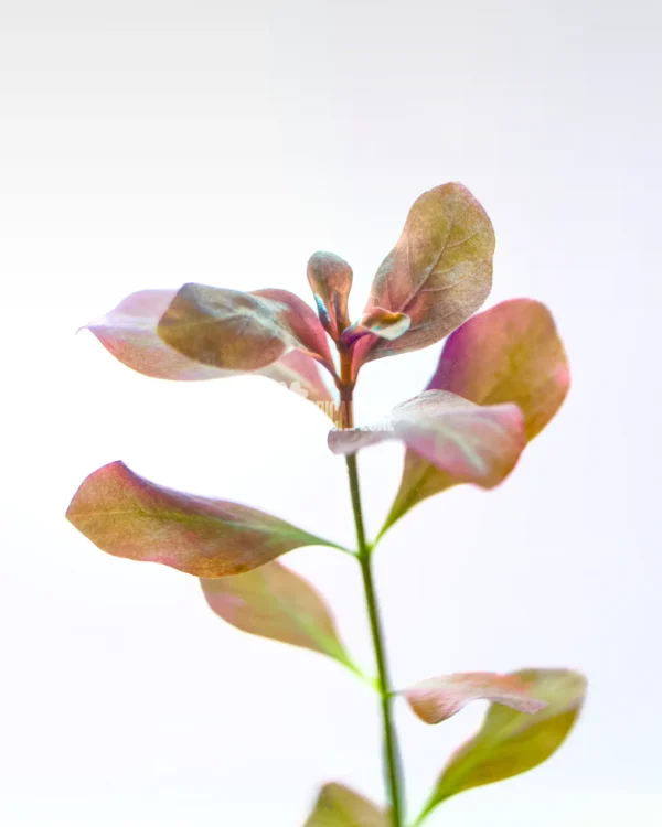 Ludwigia Palustris Hi Red