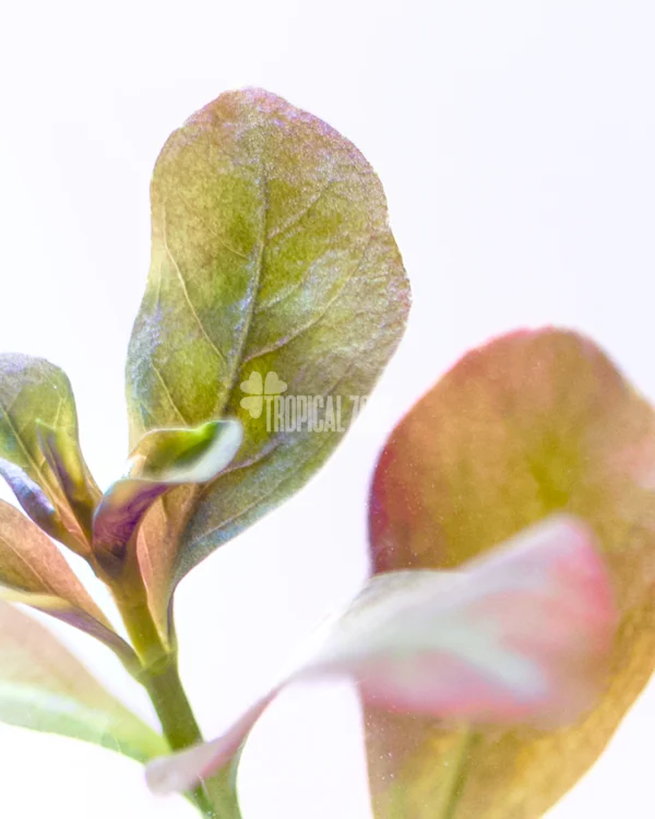 Ludwigia Palustris Hi Red