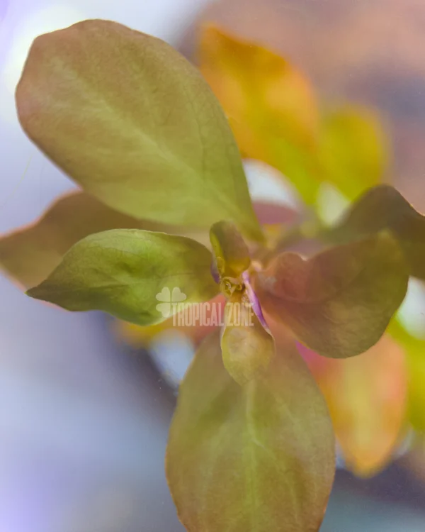 Ludwigia Palustris Hi Red