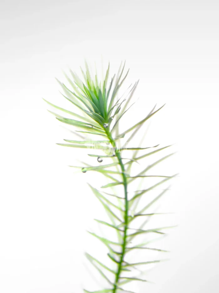 Mayaca Fluviatilis