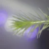 Mayaca Fluviatilis