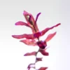 Rotala Macranda Mini Butterfly