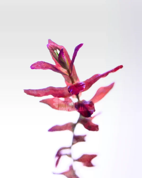 Rotala Macranda Mini Butterfly