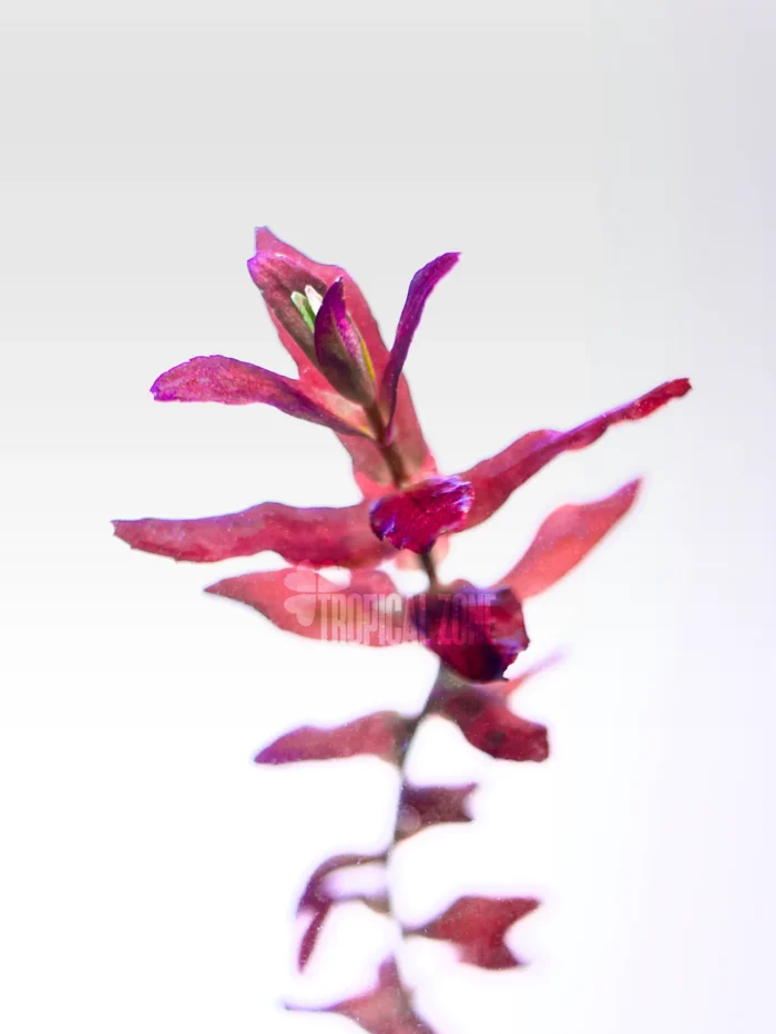 Rotala Macranda Mini Butterfly