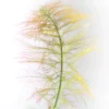 Parrot's Feather