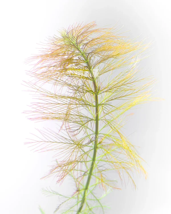 Parrot's Feather