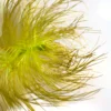 Parrot's Feather