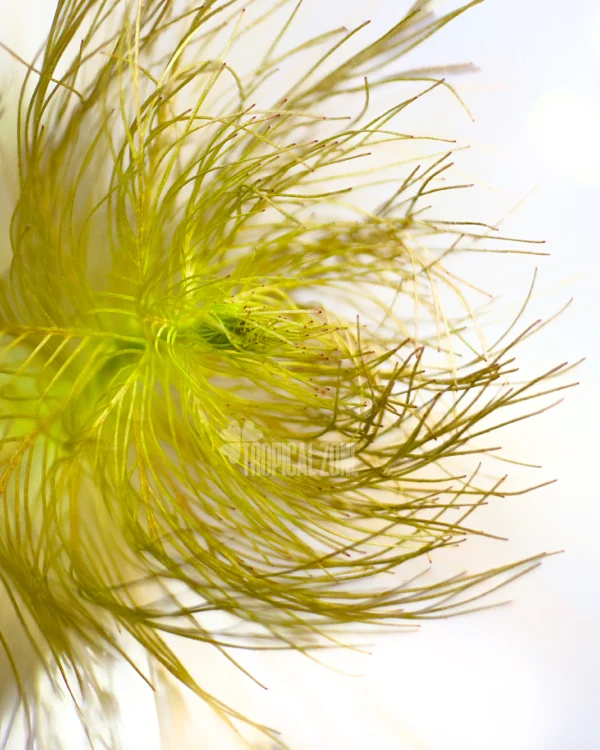 Parrot's Feather