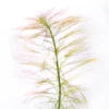Parrot's Feather