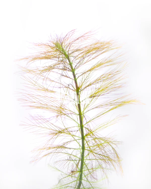 Parrot's Feather