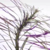 Pogostemon Dassen Purple