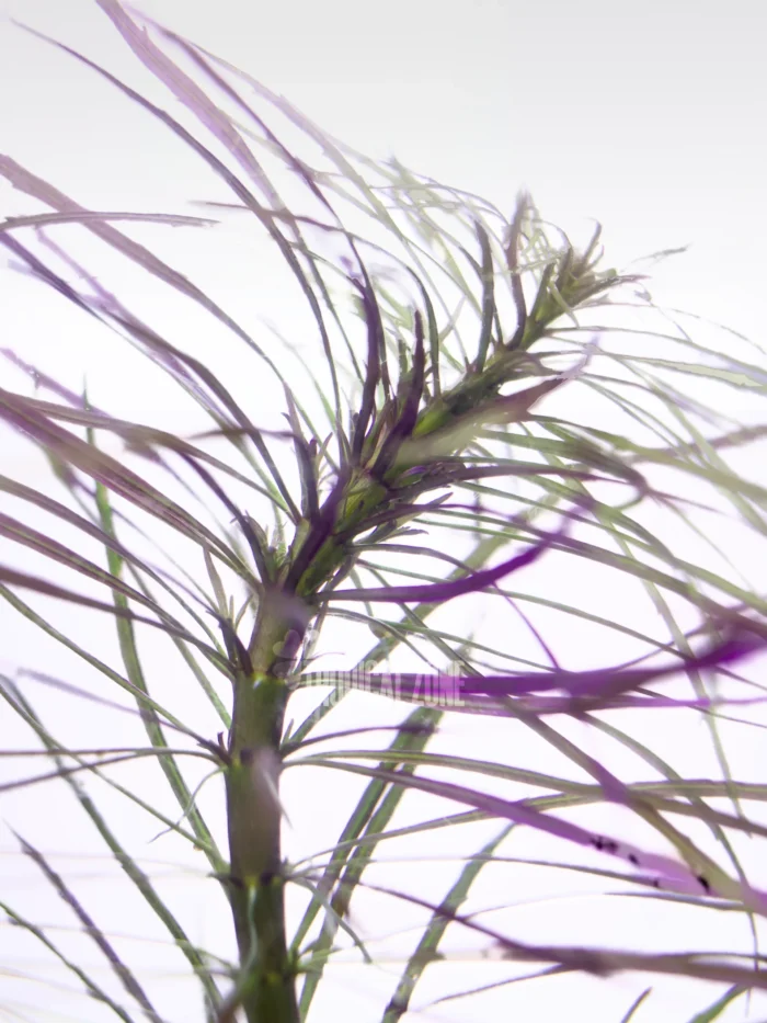 Pogostemon Dassen Purple