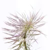 Pogostemon Dassen Purple