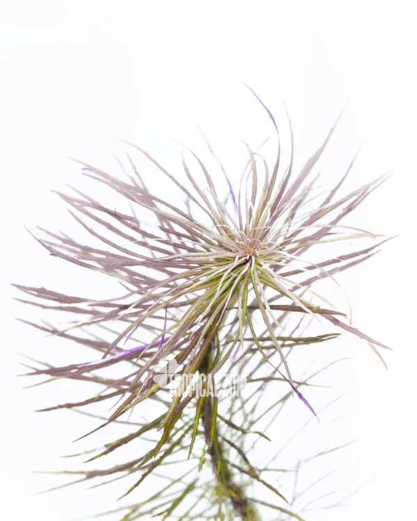 Pogostemon Dassen Purple