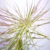 Pogostemon Dassen Purple
