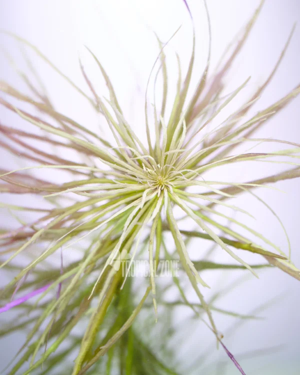 Pogostemon Dassen Purple