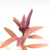 Proserpinaca Palustris