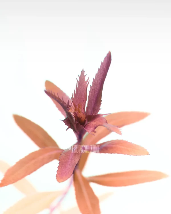 Proserpinaca Palustris