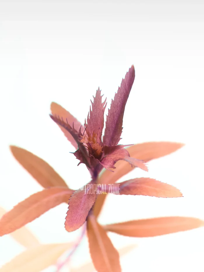 Proserpinaca Palustris