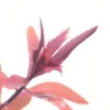 Proserpinaca Palustris