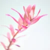 Rotala Rotundifolia Blood Red