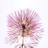 Red Cabomba