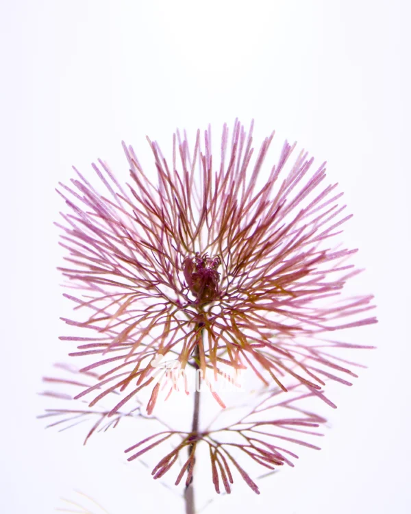 Red Cabomba